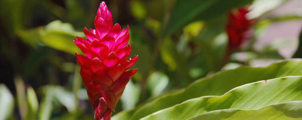 California Shipping Restrictions