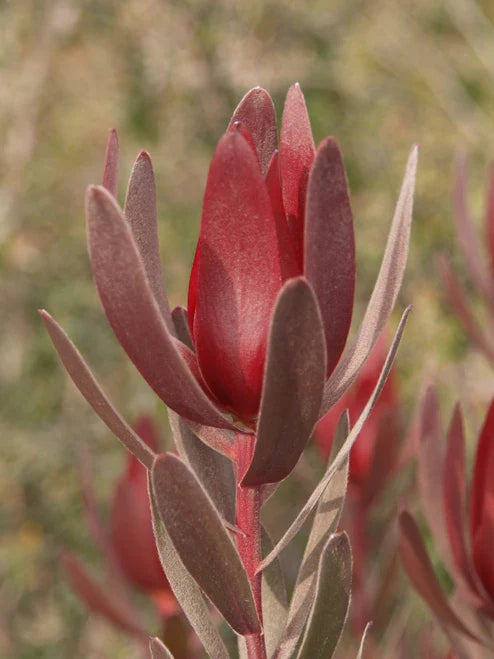 Tropical Foliage