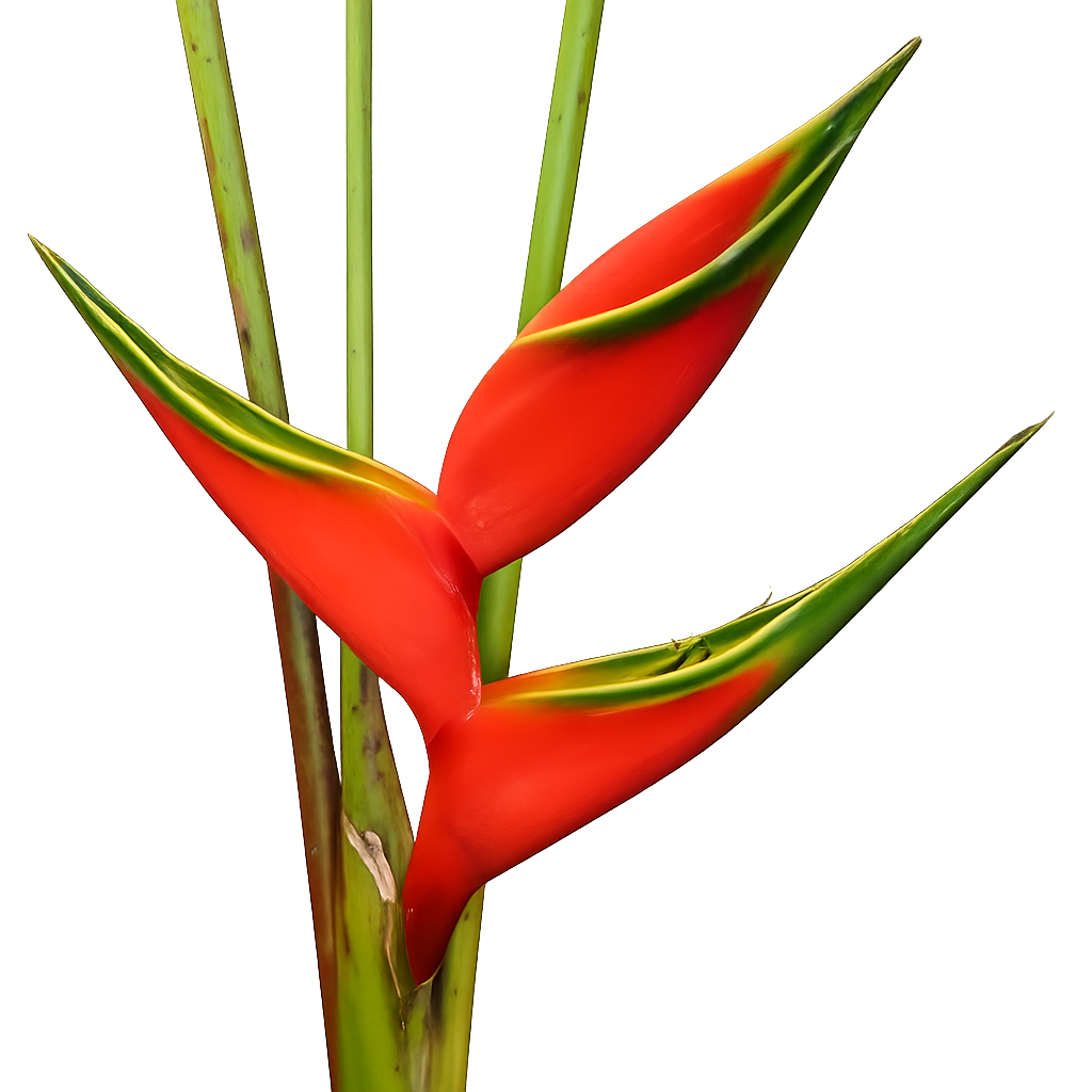 Lobster Claw Heliconia
