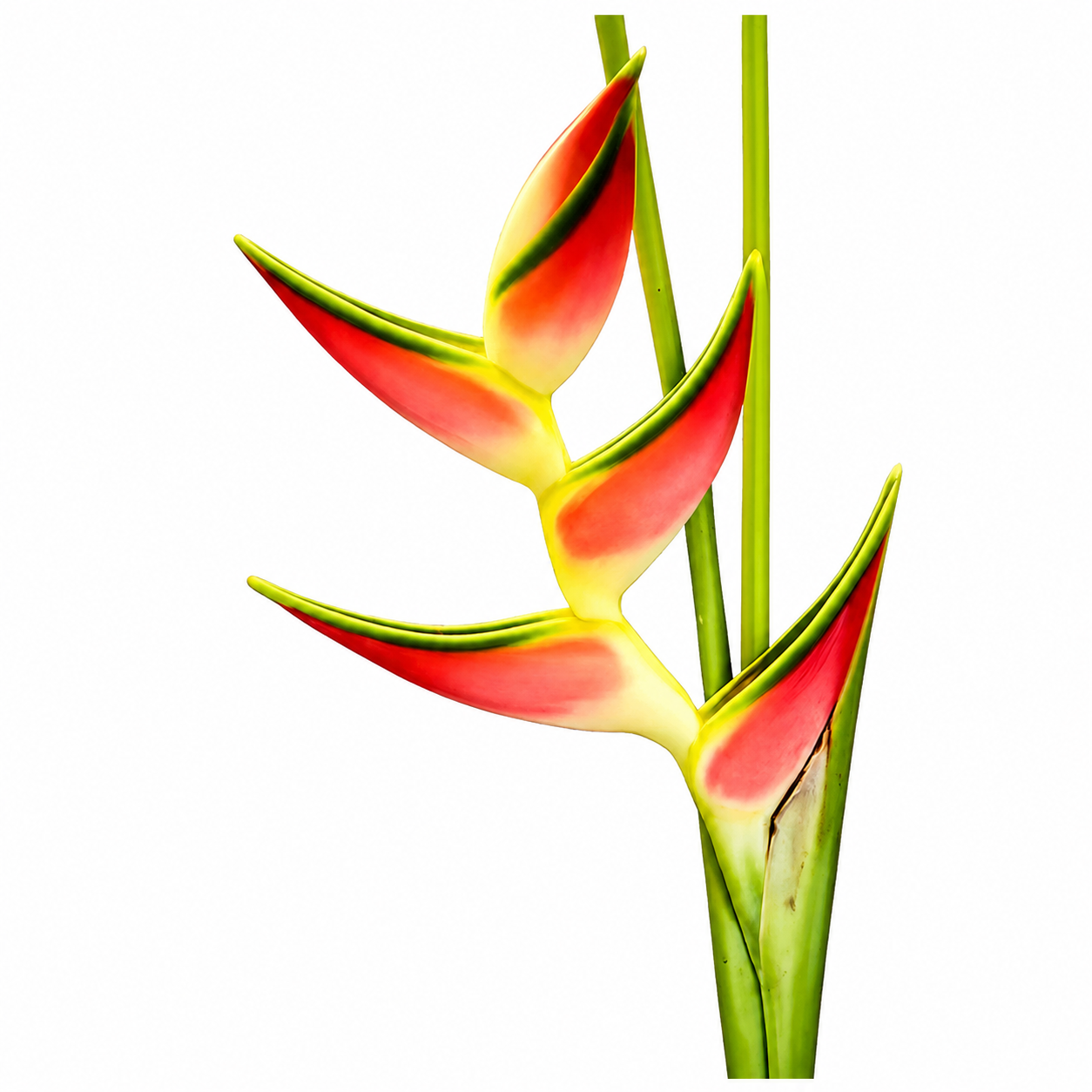 Orthotricha Heliconia