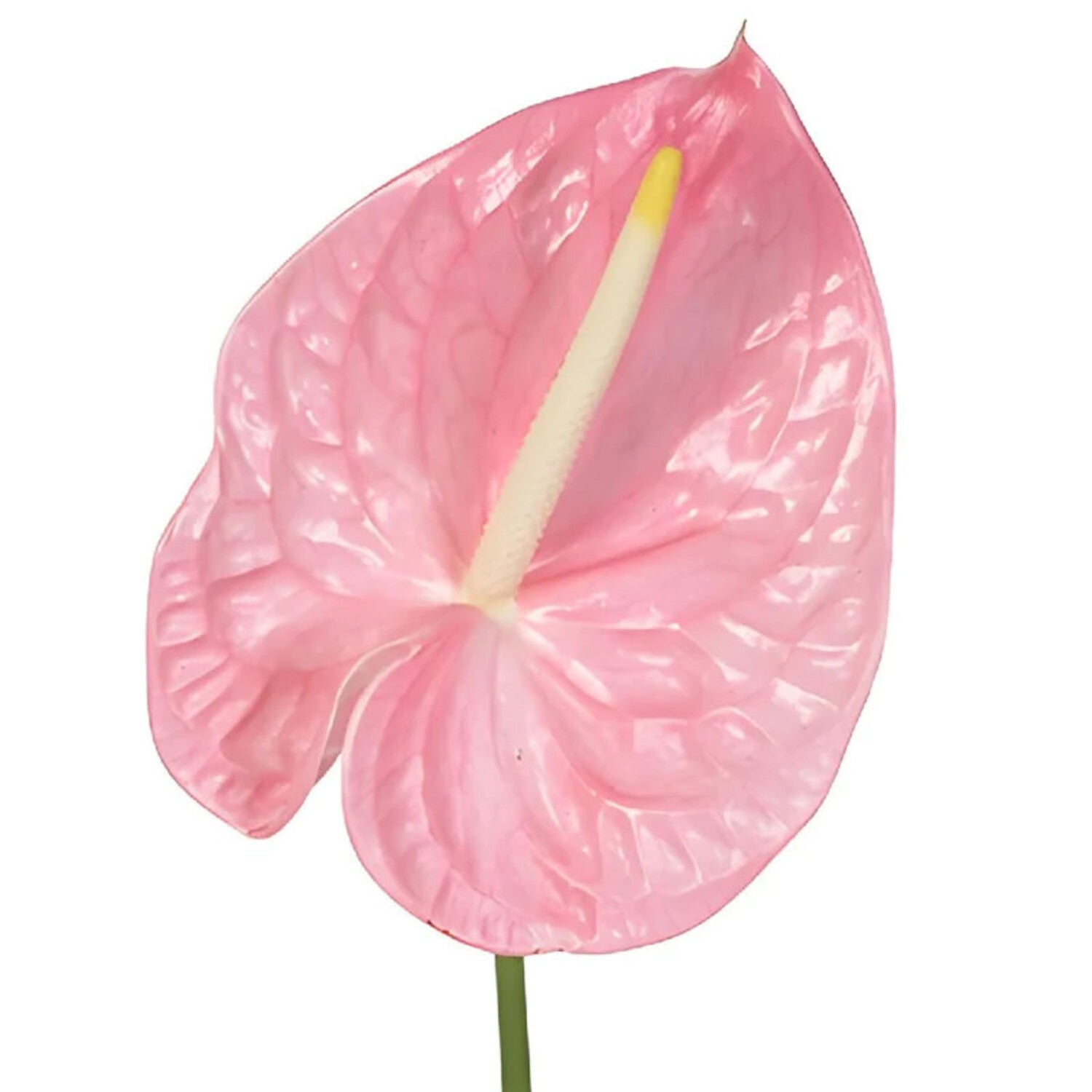 Pink Anthurium