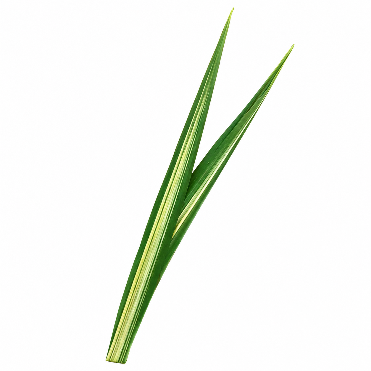Green Variegated Hala Leaves (5 Pack)