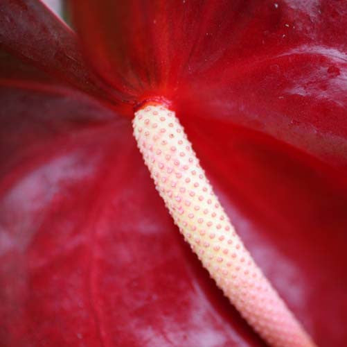 anthurium 