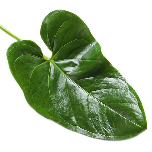 anthurium sticky leaves Anthurium Leaf