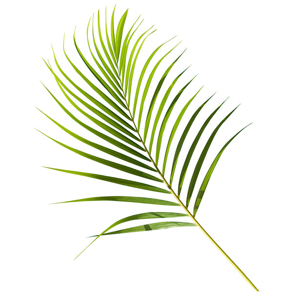 areca palm Areca Palm Leaf