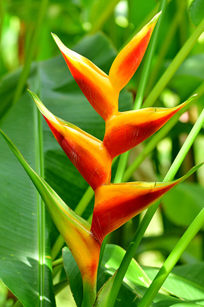 bihai heliconia