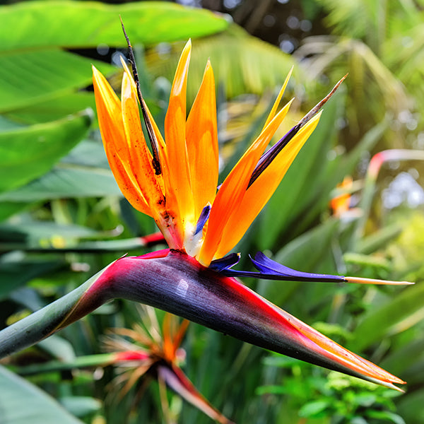 Bird of Paradise