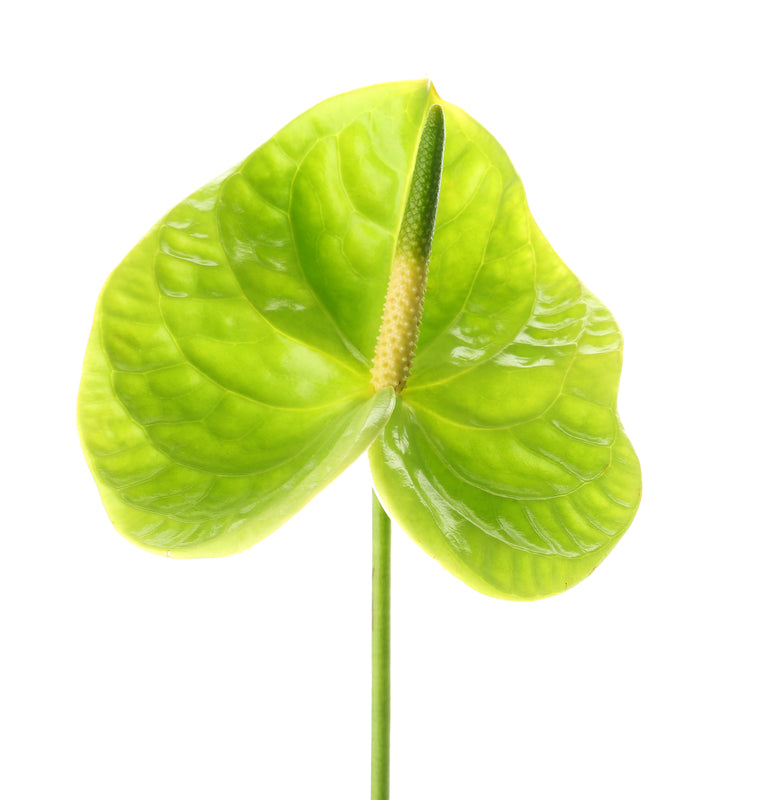 Green Anthurium