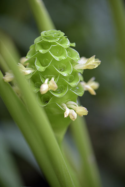 Green Ice Calathea