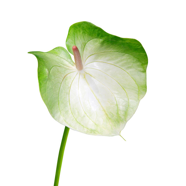 green and white anthurium Rainbow Obake Anthurium