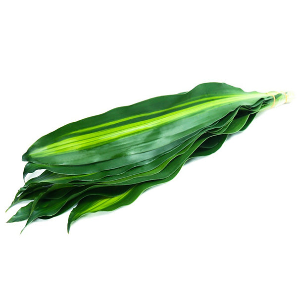 tropisk dracaena massangeana Dracaena Massangeana Leaves (10 Pack)