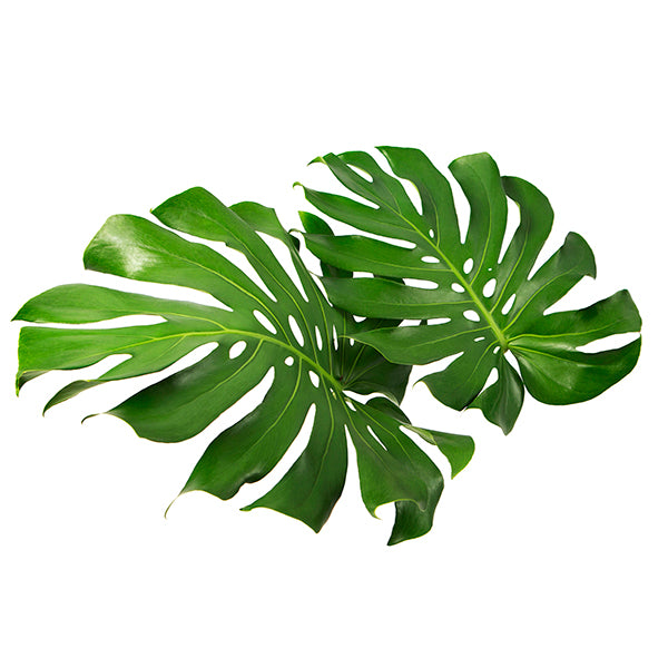 Monstera Deliciosa Leaf