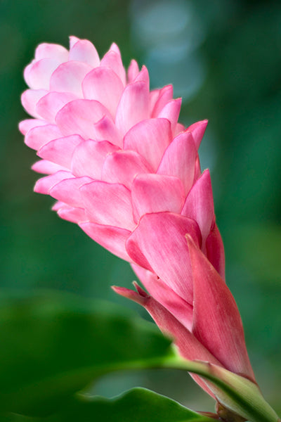 pink ginger lily flower Pink Ginger