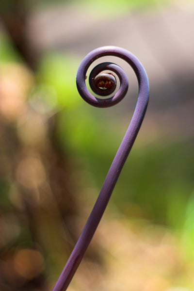 Purple Fern Curl