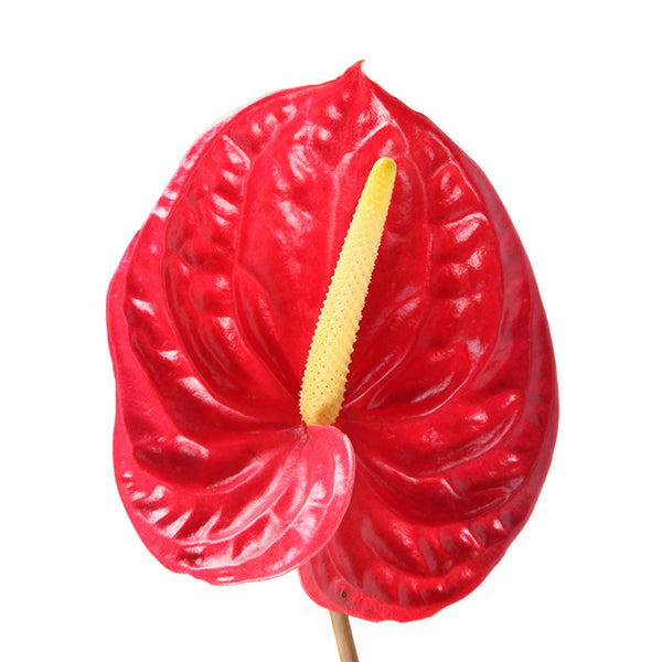 anthurium new pahoa red Red Anthurium