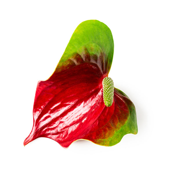 anthurium rojo tropical Tropic Sunrise Anthurium
