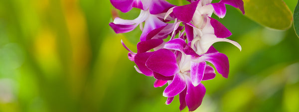 Leis Leis Leis!