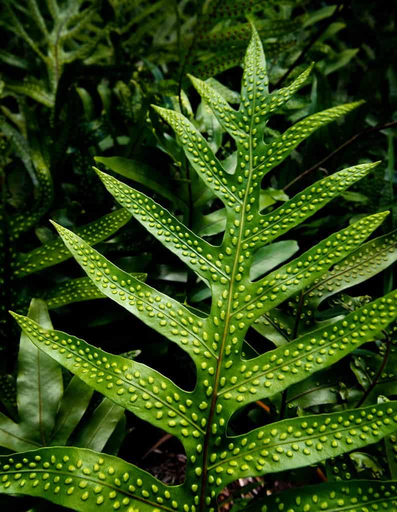 Laua‘e Fern