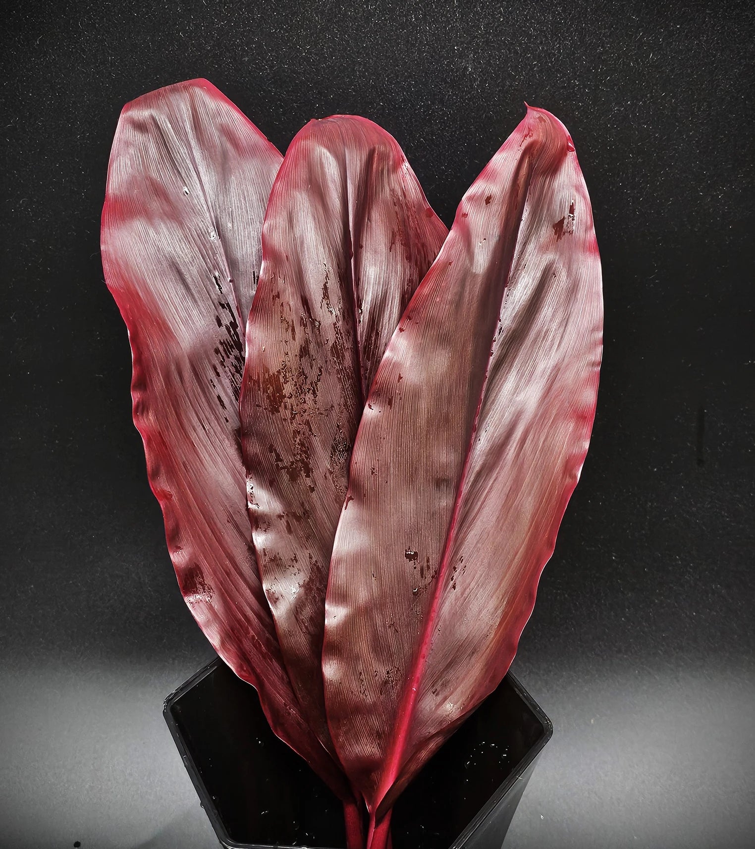 Purple  Ti Leaves ( 10 Pack)