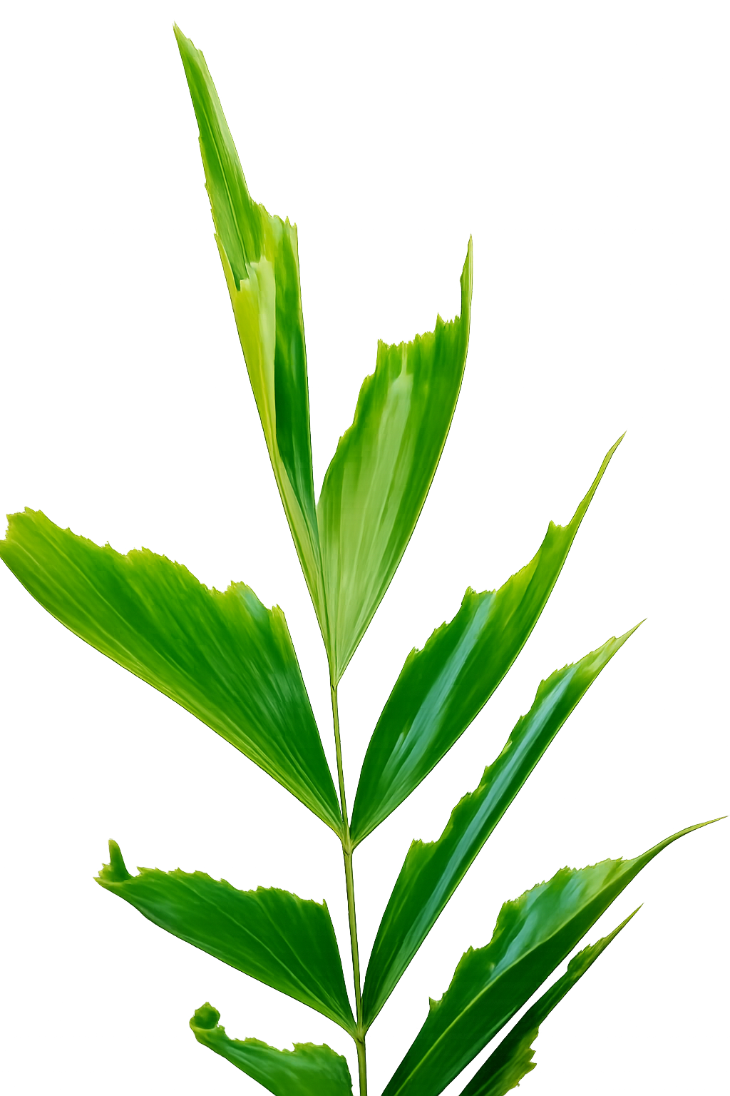 Fishtail Palm leaves
