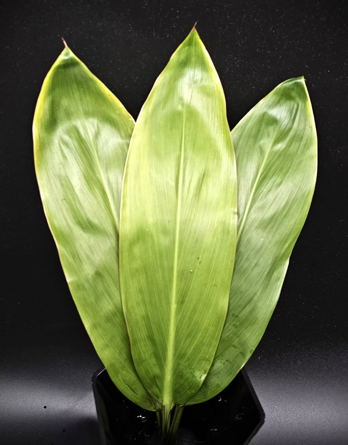 Ti Leaves Green (10 Pack)
