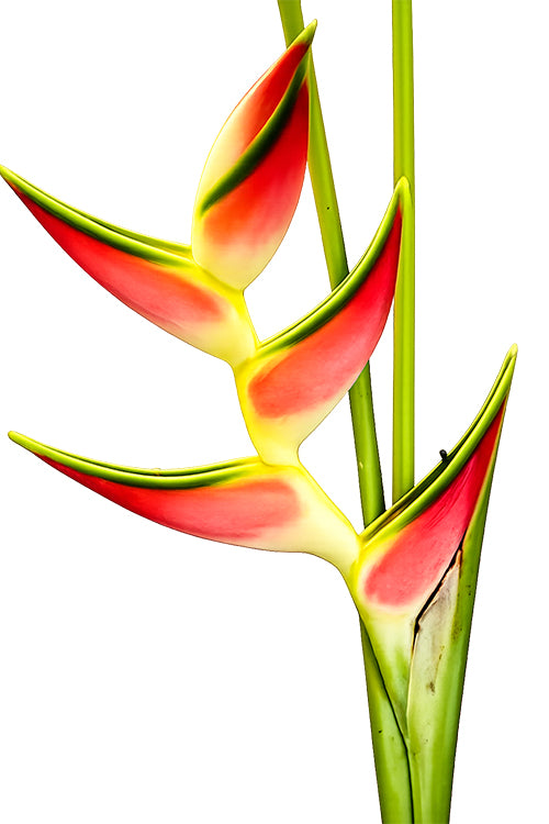 Orthotricha Heliconia