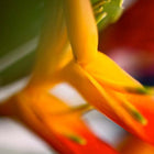 Hawaiian flowers
