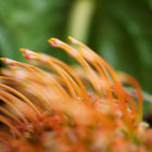 Kapua Wholesale Box 60 Stems (10% DISCOUNT)