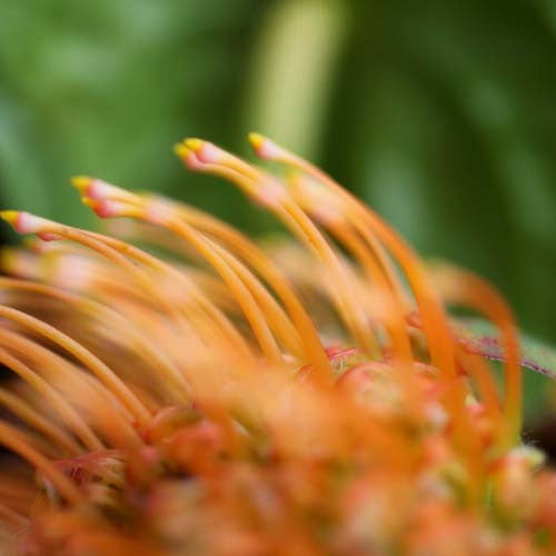 Kapua Wholesale Box 60 Stems (10% DISCOUNT)