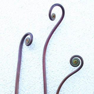 purple fern curl