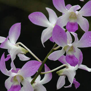 Tu-tone dendrobium Orchid