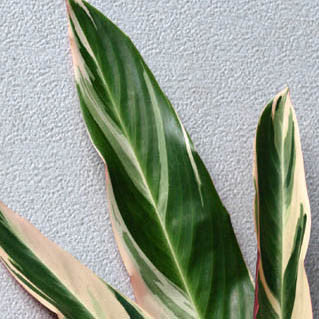 varigated calathea