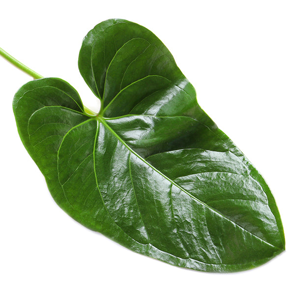 anthurium Leaf