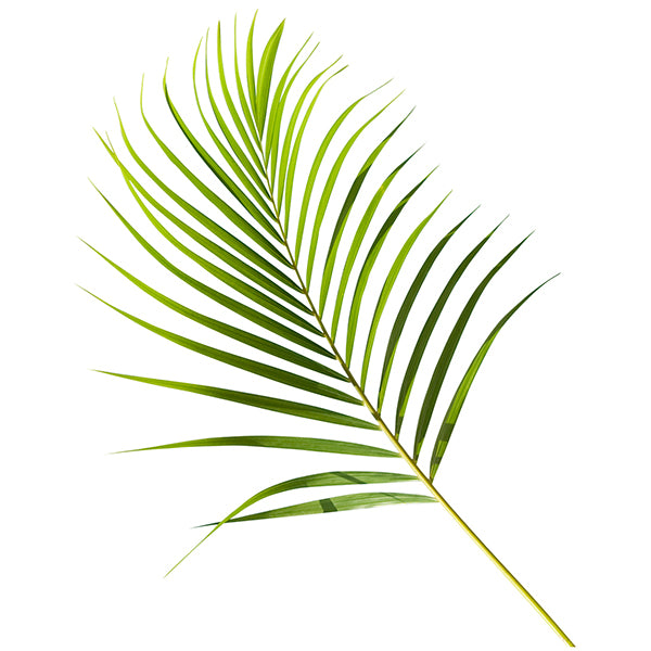 Areca Palm Leaf