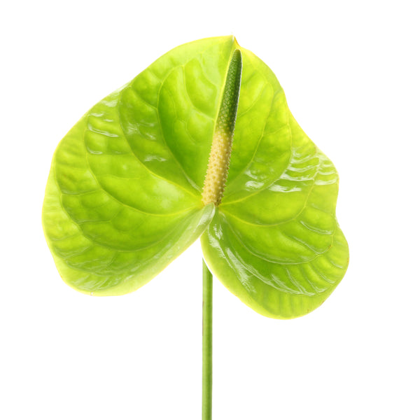anthurium green crocodile Green Midori Anthurium