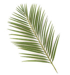 phoenix palm