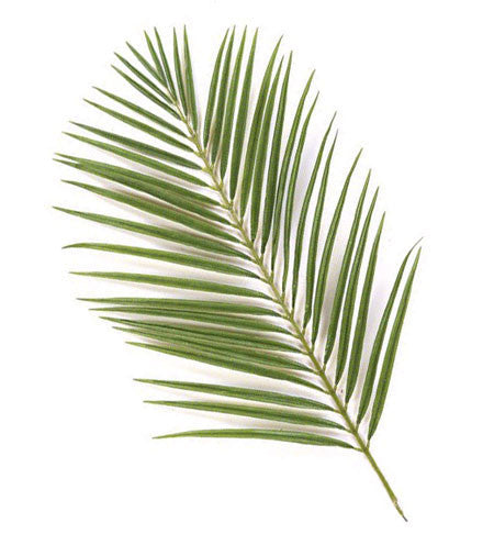 phoenix palm