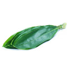 Green Ti Leaves (5 Pack)