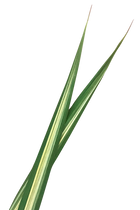 Variegated hala Leaf