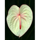 Limelite Anthurium
