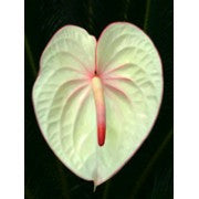Limelite Anthurium