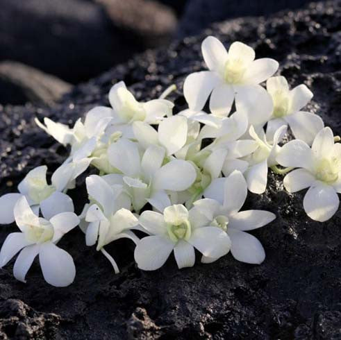 white orchid blooms