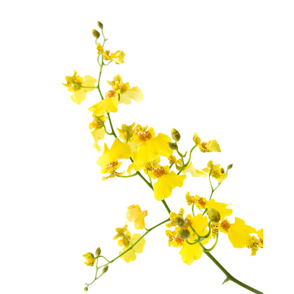 Oncidium Orchid Spray