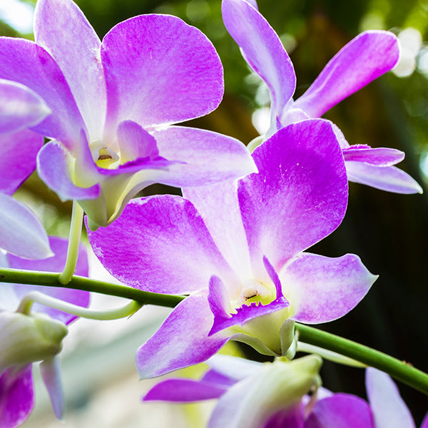 Purple Dendrobium Orchid Spray