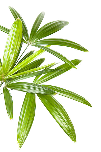 Raphis Palm Foliage