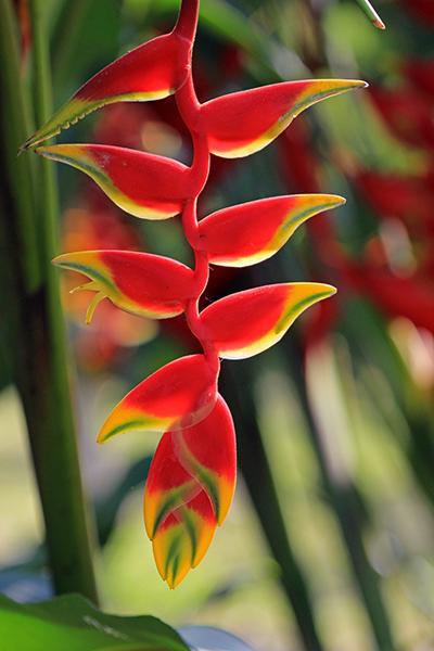 rostrata hanging heliconia 