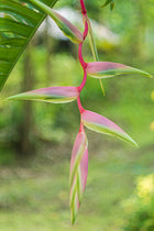 Pink hanging Heliconia