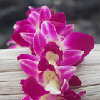 orchid leis bulk