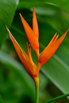 Tropic Fleur