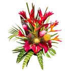 Hibiscus Tier 